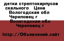  детки стрептокарпусов скального › Цена ­ 50 - Вологодская обл., Череповец г.  »    . Вологодская обл.,Череповец г.